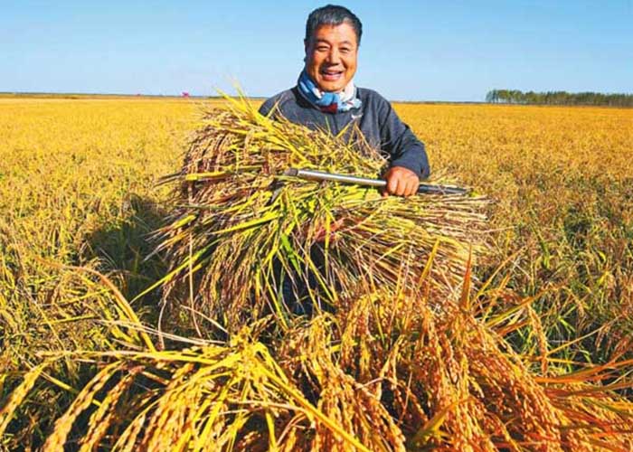 paddy before processing