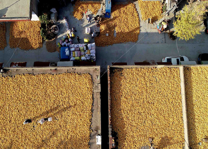 Mature corn